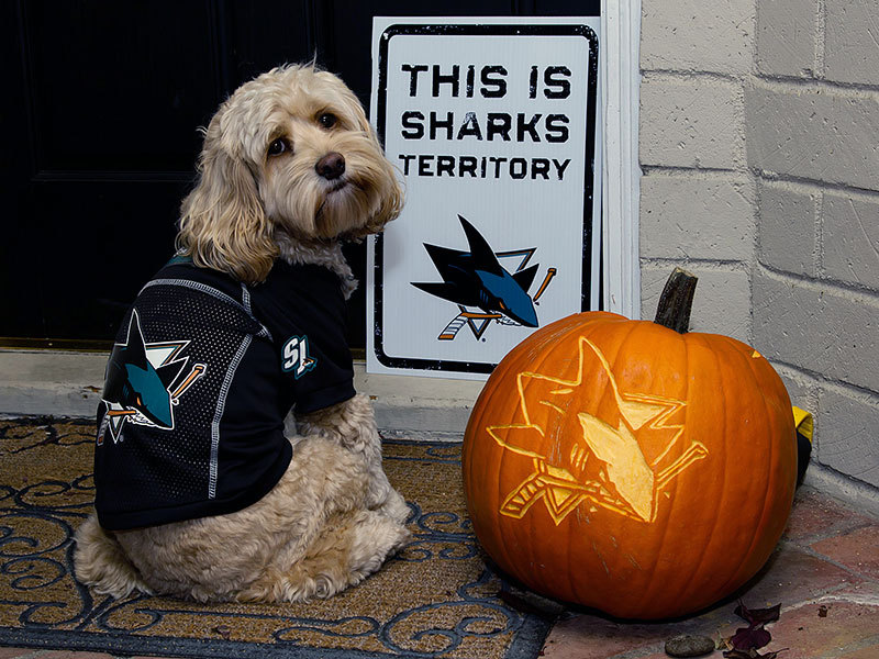 sharksshaming